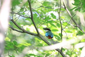 The fairy pitta (Pitta nympha) is a small and brightly colored species of passerine bird in the family Pittidae.