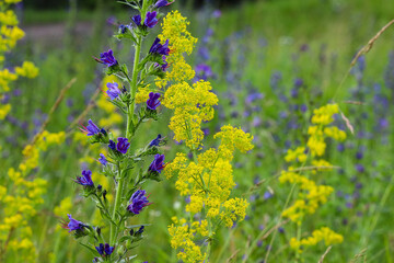 A beautiful, sunny spring summer meadow. Natural colorful panoramic landscape with many wild yellow and blue flowers. Frame with soft selective focus.