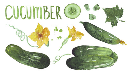 Cucumbers with leaf and flower set watercolor isolated on white background