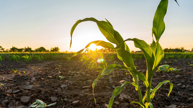 growing corn at sunset