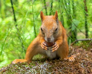 Naklejka na ściany i meble Red squirrel eats hazelnuts in the forest 