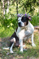 A dog in a wreath of flowers is sitting in nature. Beautiful American Staffordshire Terrier