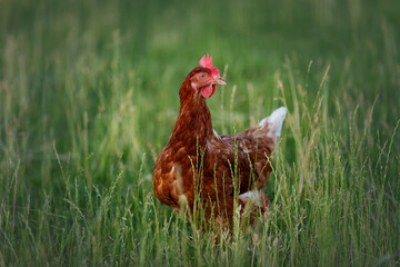 happy free range single chicken in the meadow