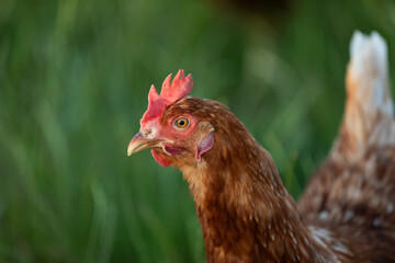 close up of a happy free range single chicken in the meadow