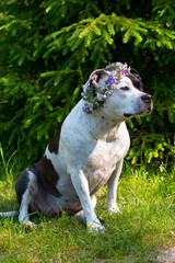 A dog in a wreath of flowers is sitting in nature. Beautiful American Staffordshire Terrier