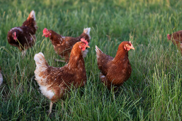 happy free range chicken in the meadow