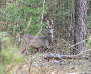 A male roe deer standing among the trees in the forest