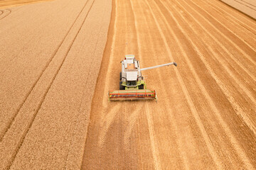Fototapeta The combine harvests wheat in the field and prepares the pipe for unloading the bunker. Black Sea Grain Initiative, grain deal. Aerial front view obraz