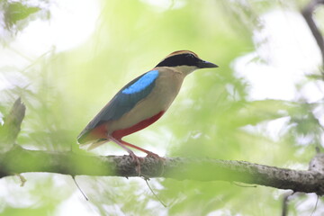 The fairy pitta (Pitta nympha) is a small and brightly colored species of passerine bird in the family Pittidae.