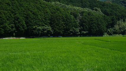 Obraz premium 水田の風景