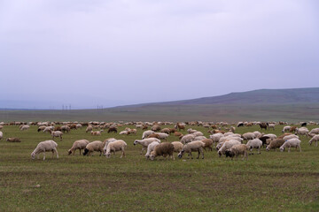 Obraz premium Flock of sheep grazes on a green field against the background of mountains on a cloudy day. Lots of white fluffy sheep on a green field