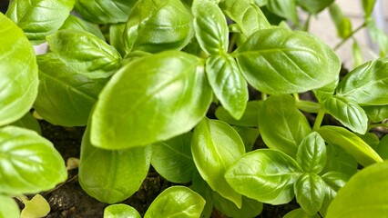  fresh basil leaves growing in my garden.
