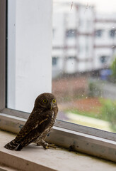 Owl Locks Eyes with the Camera Beside a Glass Window