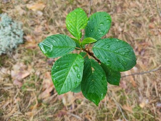 Green bright leaves with rain drops. Young twigs with leaves in the forest. Juicy leaves close up.