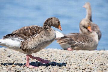 A goose, geese is a bird of waterfowl species. This group comprises the grey, white and the black....