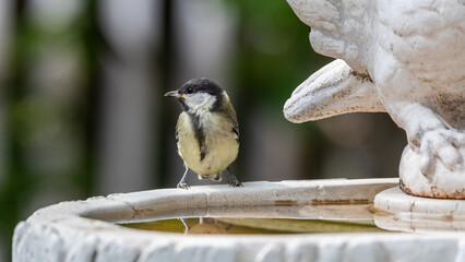 Kohlmeise sitzt auf einer Vogeltränke