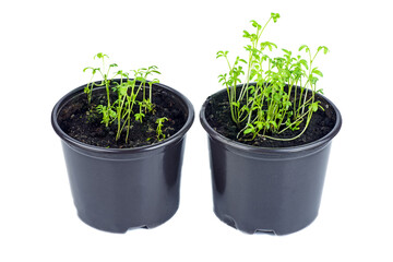 Two pot fresh baby leaf salad lettuce isolated on white background