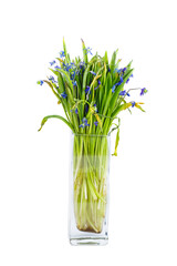 Vilted bouquet Scilla blue flowers in a glass jar isolated on white background.