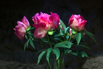 Bouquet hybrid pink peonies on a black background