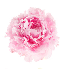 Pink peony flower isolated on white background