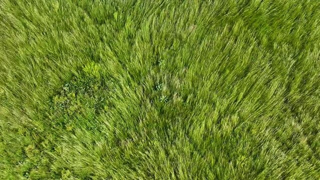 Waves of wind rolling through the grass. View from top. Cinematic drone flight