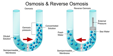 Osmosis and reverse osmosis diagram