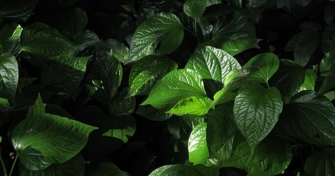 (Piper sarmentosum) Leaves of Piper sarmentosum growing in the garden, Piper Sarmentosum against sunlight, concept herb