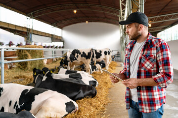 Man farmer using digital tablet at livestock farm on background with cows lying down on straw.