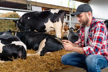 Digital and wireless technology in livestock and milk farms. The farmer man uses a digital tablet...