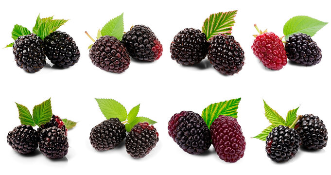 Collection of various blackberries on transparent background (Blackberry, Boysenberry, Loganberry, Marionberry)
