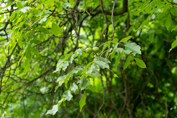 Fototapeta na wymiar Walnuts, with their green husks, growing on a walnut tree in the garden