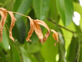 close up of a Old and fresh leaves with branches in the forest nature
