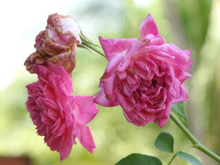 Fototapeta premium close up fresh and withered pink rose flowers with branches in the forest nature