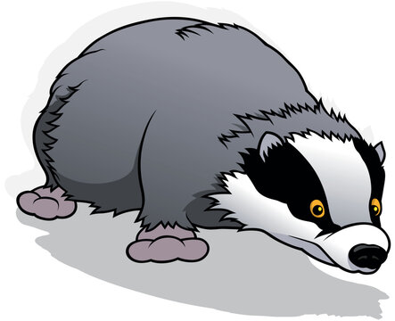 Badger Sniffs the Ground and Standing on All Four Limbs