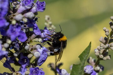 Bourdon terrestre