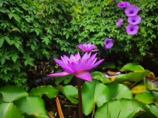 pink water lily