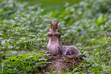 Close-up of an american squirrel
