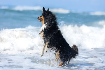 Sable and white herding shetland sheepdog dog swimming in the windy sea with big waves and making water splashes. Water addicted collie, lassie dog playing in the lake, sea, ocean with blue water