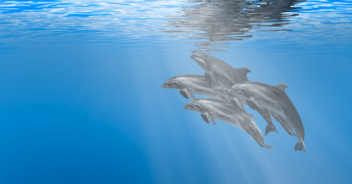 Group of dolphins playing in sunrays underwater in dark blue sea