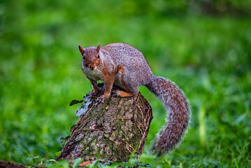 Close-up of an american squirrel