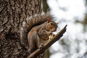 Naklejka na ściany i meble Close-up of an american squirrel