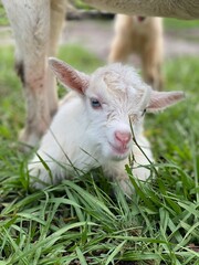 Obraz premium Newborn goat