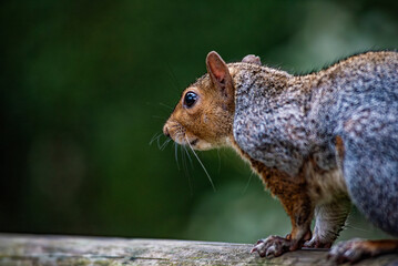 Close-up of an american squirrel