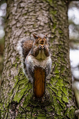 Close-up of an american squirrel