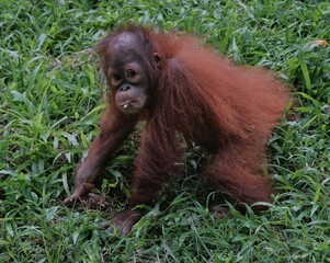 Borneo orangutan 