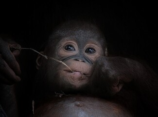 Borneo orangutan  © badrudin