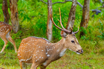 Naklejka na ściany i meble Chital or spotted deer wet in rain grazing in a wild life sanctuary