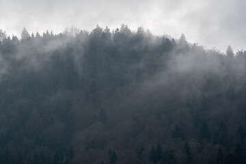 fog in the forest