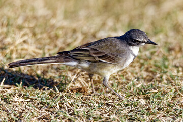 Obraz premium Kapstelze