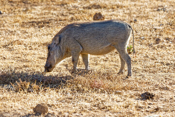 Warzenschwein